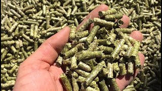 Pelletpresse Hanf Pellet Herstellung Hanfpellets  EverTec [upl. by Sisenej154]