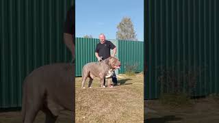 KaZimiR💥 bigbully animals bigdog americanbully importbully bull [upl. by Eckhardt]