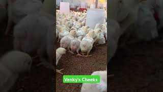 vencobb chicken poultry animalhusbandry farming poultryfarming [upl. by Amabelle]