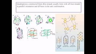 Quadruplex DNA [upl. by Ddat]