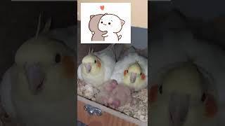 🌺🌺🌺❤️❤️❤️🎂🎂🎂🎂💐💐💐💐💥💥💥💥💥💥 tavalod 3 Cockatiel hollandic [upl. by Herstein]