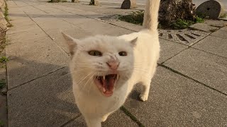 Angry White Cat Meows NonStop [upl. by Mohkos]