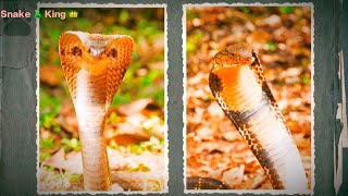 King Cobra Vs Spectacled Cobra On Discovery snakeking [upl. by Thinia]