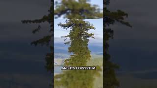 The tallest tree in the world shorts viral trendingshorts hyperion [upl. by Ostler]