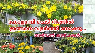 How to grow and care Allamanda plant in RingEasiest way to grow Allamandaകോളാമ്പി പൂവ്Salu koshy [upl. by Assert]