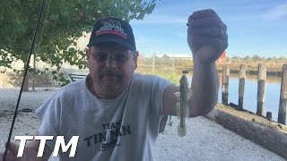 Fishing with Live MudsuckersGobiesGood Bait for Fall Striped Bass Fishing [upl. by Kitty]