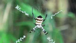 HDコガネグモArgiope amoena [upl. by Karil]