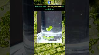 Photosynthesis Experimental Biology trending viral motivation shortsviral biology concept [upl. by Marnie]