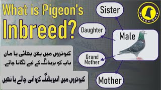 Pigeons Inbreeding  Pigeon Cross Breeding  Pigeon Cote  Waleed Alam [upl. by Ise]