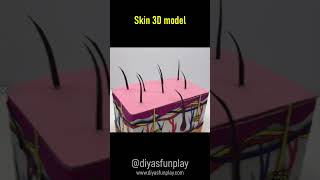 skin 3d model  shortvideo  shorts  diyas funplay [upl. by Ahsata]