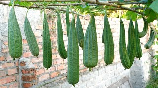 Growing Angled luffa at Home easy and with lots of fruit  TEO Garden [upl. by Ibib]