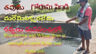 Rice brown and wheat flour to catch Rohu fish and Katla fish [upl. by Joy]