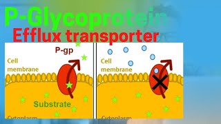 PGlycoprotein Efflux transporter present in body [upl. by Notnek]