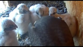 Peregrine Networks Live Peregrine Falcon Feed1 Manchester NH USA [upl. by Slotnick]