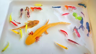 Most Amazing Catch Colorful Ornamental Fish Axolotl Turtle Koi Tetra Angel Radtang Spadefish [upl. by Mikol]