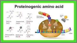 proteinogenic amino acid [upl. by Cherilynn405]