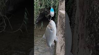 Comodo Spiner lure testing success 🎣😍😍fishingvideo [upl. by Akinahs27]