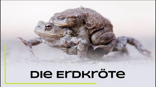 Die Erdkröte  unsere häufigste Kröte im Porträt  Steckbrief [upl. by Eleanora]