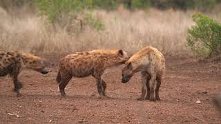 HYENA calls for backup VS 21 WIlD DOGS [upl. by Hahn]