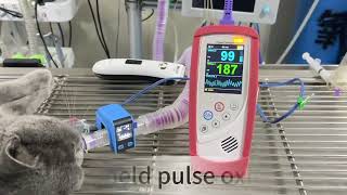 H200B Handheld Pulse Oximeter Testing on cat in pet clinic [upl. by Nol]