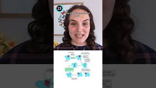 Mitosis vs Meiosis Division  Cell Division Flashcard  GCSE Biology [upl. by Ayoted]