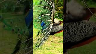 Peacock opening feathers shorts birds calmmusic nature [upl. by Pepe481]