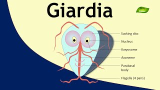 Giardia  Parasite  Structure and Function  Parasitology  Basic Science Series [upl. by Alena518]