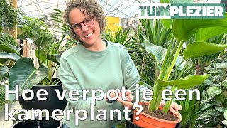 Hoe verpot je een kamerplant  TUINPLEZIER [upl. by Anaerda]