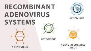 2 Cell Culture  Recombinant Adenovirus Expression System [upl. by Anippesuig942]