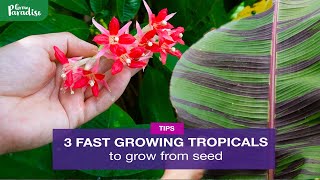 3 TROPICAL garden plants you can EASILY grow from seed [upl. by Nager]