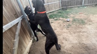 My 2 CANE CORSO GOT INTO A FIGHT How did this happen😱🫣😢 [upl. by Yornek]