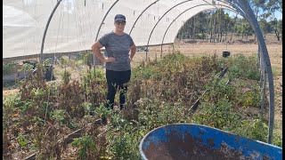 Tomato Harvest  Aussie Homestead 202324 [upl. by June]