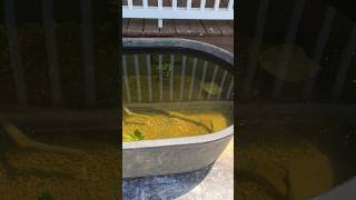 Backyard stock tank pond bassfishing fishing jesus viral fyp [upl. by Ahsikel441]