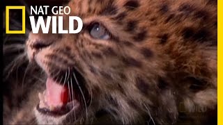 Amur Leopard Cubs  Miracle Babies [upl. by Ema]