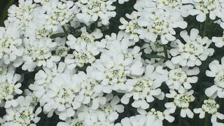 Candytuft Iberis Sempervirens  Prune After Spring Bloom  May 18 Will They Rebloom [upl. by Ursel]