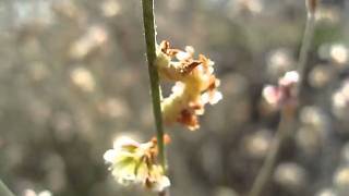 Caterpiller with Flower Camouflage [upl. by Petey]