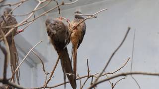 Speckled Mousebird [upl. by Retxed596]