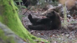 un glouton ou carcajou se roule de bonheur au Parc SainteCroix  janv 2016 [upl. by Atinnor]