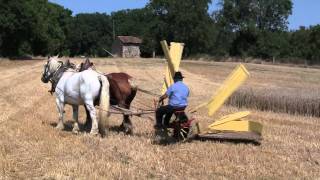 La moisson du blé à lancienne [upl. by Ripp]