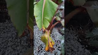 Chinese Red Banana  Ensete maurelii [upl. by Orimisac291]