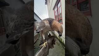 Đại Bàng Ưng  Light Morph  Goshawk Hunting [upl. by Eniaj]