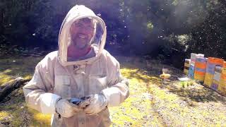 Transporting our bees to Toyo Road on the Hellyer River North West Tasmania [upl. by Candra816]