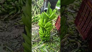 Banana 🍌 Cutting and packing part 166 [upl. by Elumas]