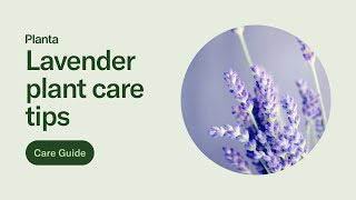 Lavender care guide [upl. by Oriana]