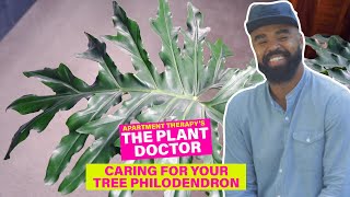 How to Care for Your Tree Philodendron  The Plant Doctor  Apartment Therapy [upl. by Storz277]