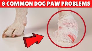 8 Common Dog Paw Problems You Must NOT Ignore 😱 [upl. by Corbett74]