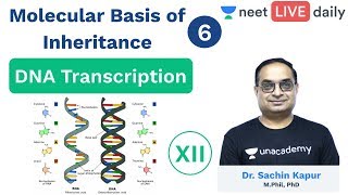 Molecular Basis of Inheritance  L 6  DNA Transcription  Unacademy NEET  Biology  Sachin Sir [upl. by Nnairac931]