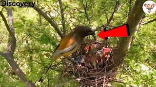 Rufous Treepie Caring for Its Chicks  Rare Feeding Moment Captured DiscoveryBirds [upl. by Ynes]