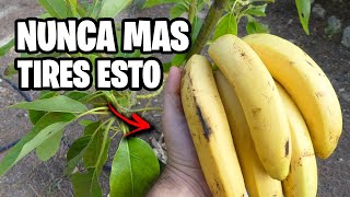 Esta parte de los PLÁTANOS es ORO para tus PLANTAS 🍌 Huerto y Jardin  La Huerta de Ivan [upl. by Terese594]