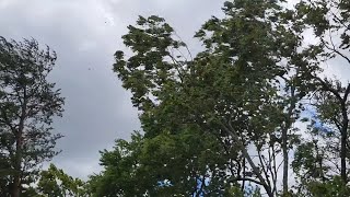 Ohio windstorm from hurricane Beryl [upl. by Eckel]